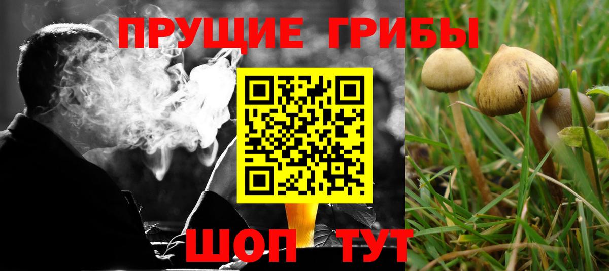 Галлюциногенные грибы Psilocybine cubensis Чебаркуль